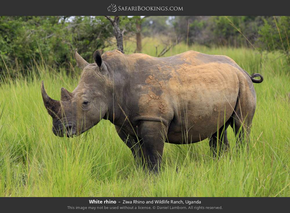 White rhino in Ziwa Rhino and Wildlife Ranch, Uganda