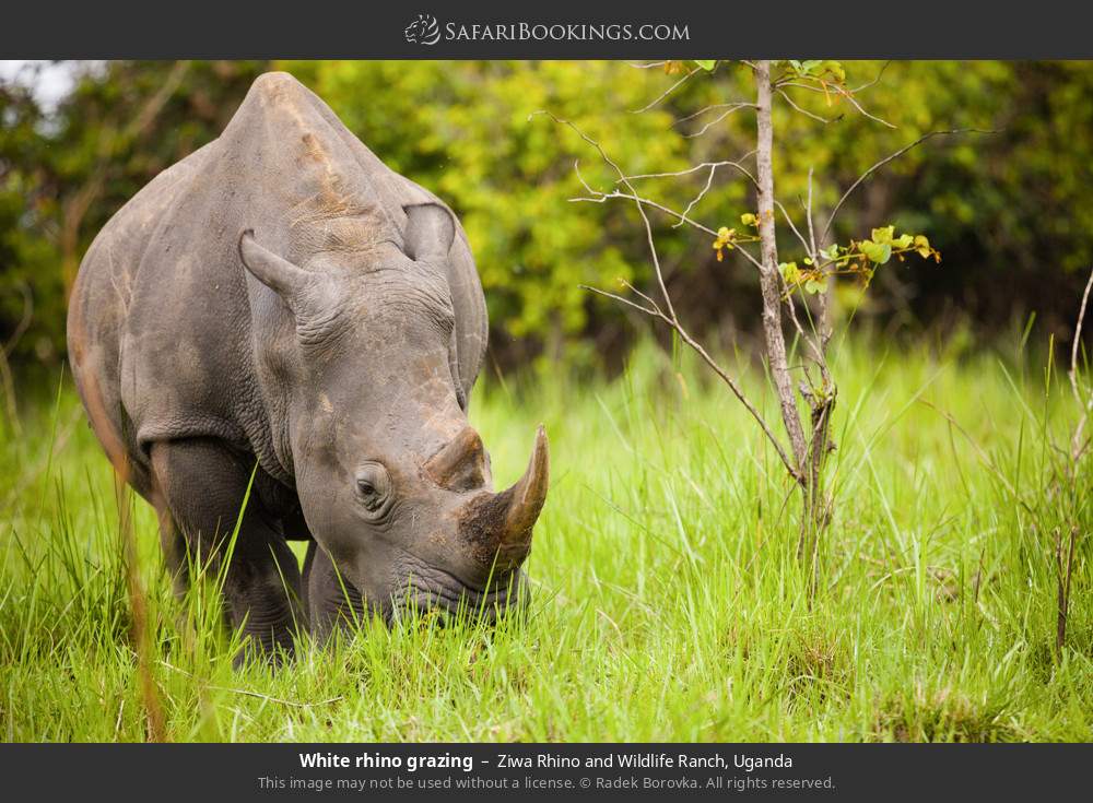 White rhino grazing in Ziwa Rhino and Wildlife Ranch, Uganda