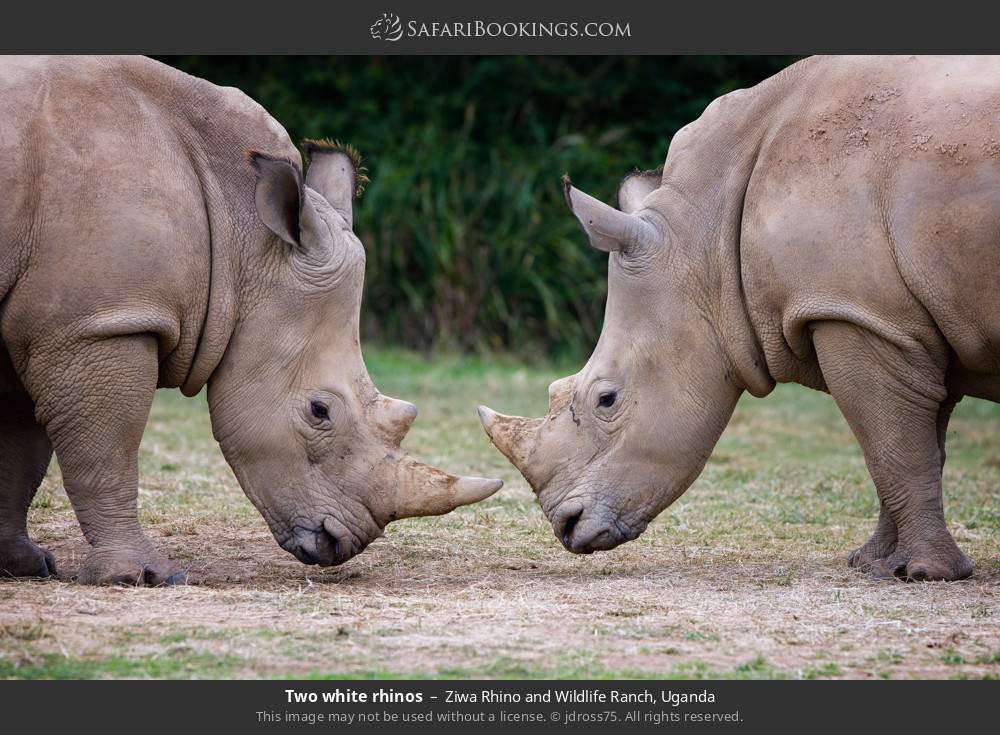 Two white rhinos in Ziwa Rhino and Wildlife Ranch, Uganda