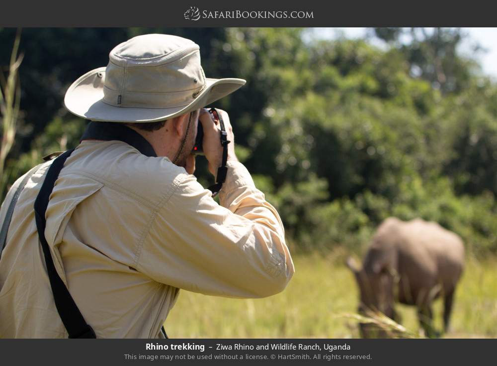 Rhino trekking in Ziwa Rhino and Wildlife Ranch, Uganda