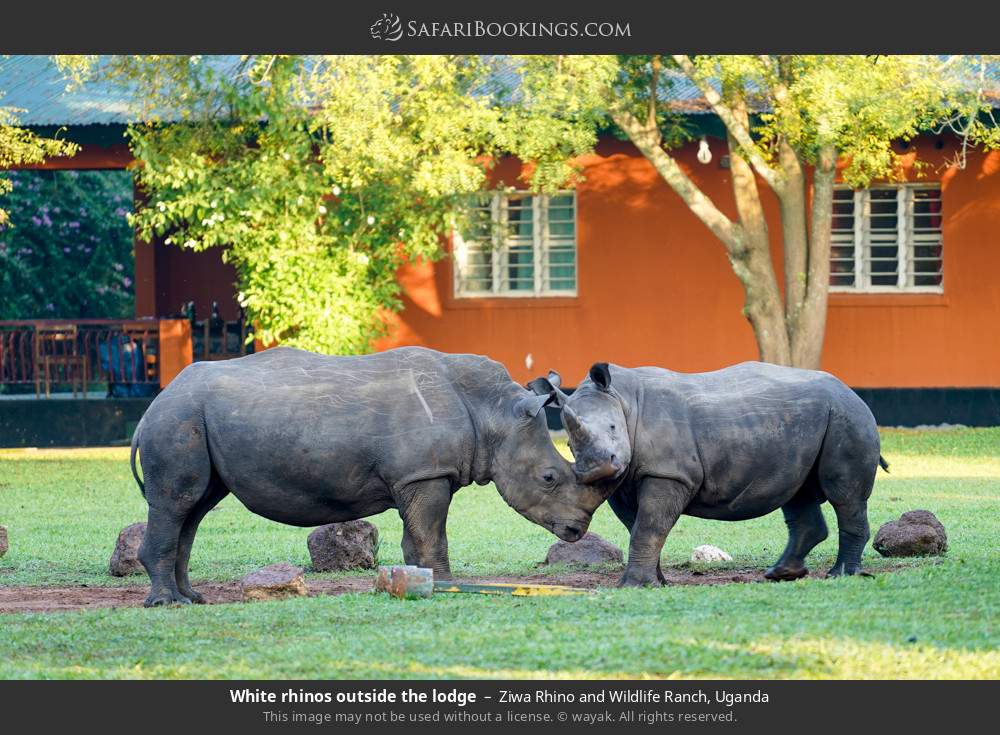 White rhinos outside the lodge in Ziwa Rhino and Wildlife Ranch, Uganda