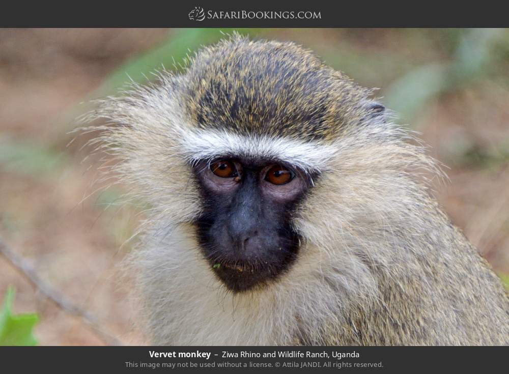 Vervet monkey in Ziwa Rhino and Wildlife Ranch, Uganda