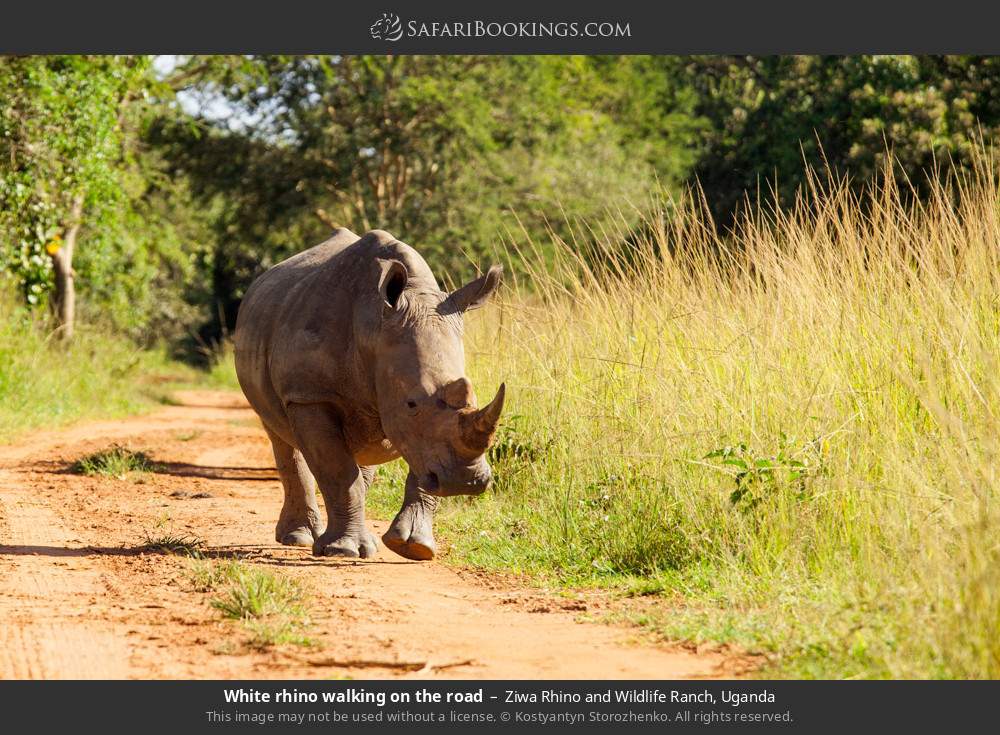 White rhino walking on the road in Ziwa Rhino and Wildlife Ranch, Uganda