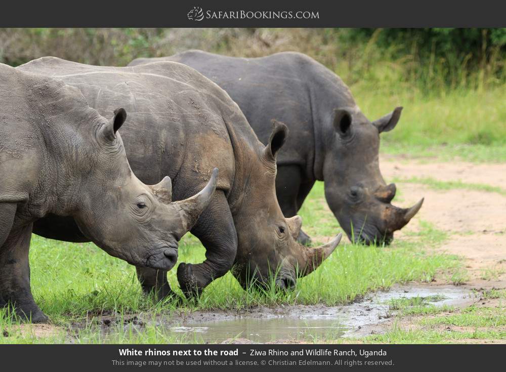 White rhinos next to the road in Ziwa Rhino and Wildlife Ranch, Uganda