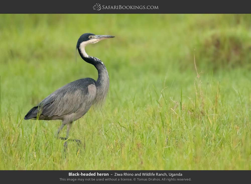 Black-headed heron in Ziwa Rhino and Wildlife Ranch, Uganda