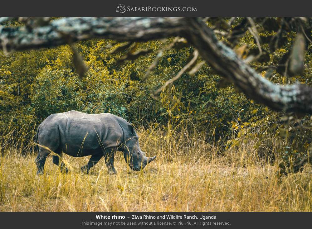 White rhino in Ziwa Rhino and Wildlife Ranch, Uganda