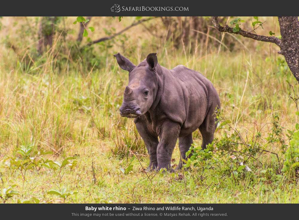 Baby white rhino in Ziwa Rhino and Wildlife Ranch, Uganda