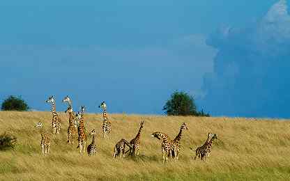 Rothschild’s giraffe in a field with a clear blue sky, Murchison Falls National Park, Uganda