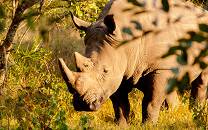 Ziwa Rhino and Wildlife Ranch