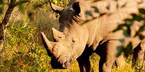 Young male white rhinoceros