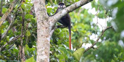 Bigodi Wetland Sanctuary