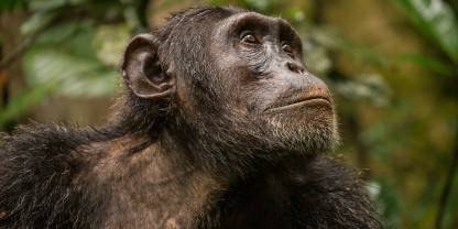 Budongo Forest