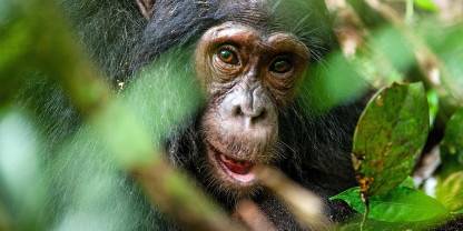 Bugoma Forest Reserve