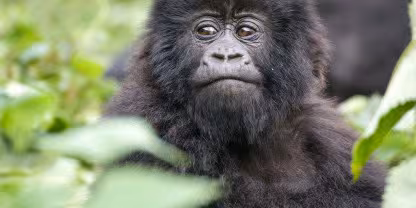 Bwindi Impenetrable National Park
