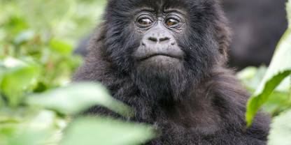 Bwindi Impenetrable National Park