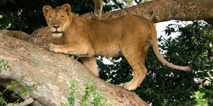Queen Elizabeth National Park
