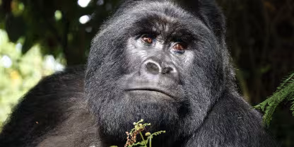 Mgahinga Gorilla National Park