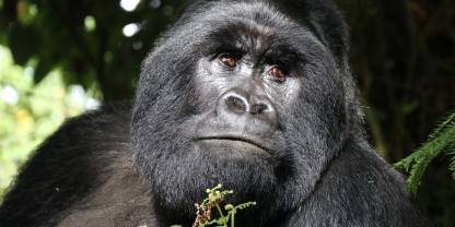 Mgahinga Gorilla National Park