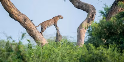 Murchison Falls National Park