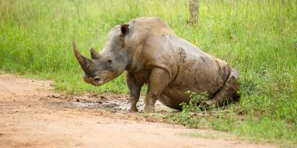 Ziwa Rhino and Wildlife Ranch