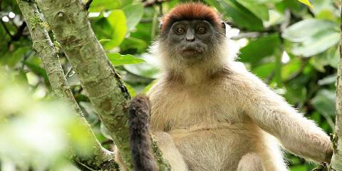 12-Day Primates and Wildlife Adventure