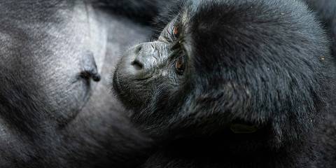 14-Day Gorilla & Chimpanzee Habituation and Big Five