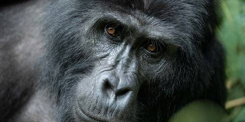 3-Day Gorilla Trekking in Bwindi Impenetrable