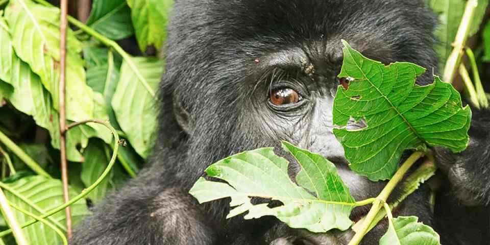 7-Day Chimpanzee, Gorilla Trekking and Climbing Lions