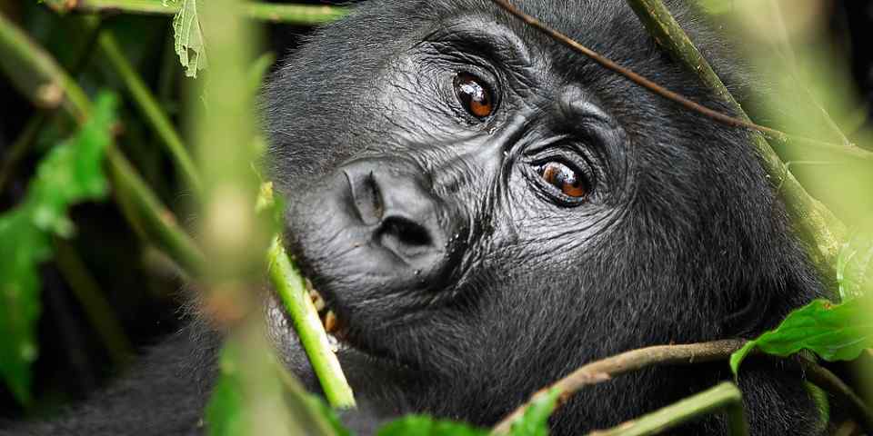 10-Day Best of Uganda Gorilla Trekking & Wildlife Safari