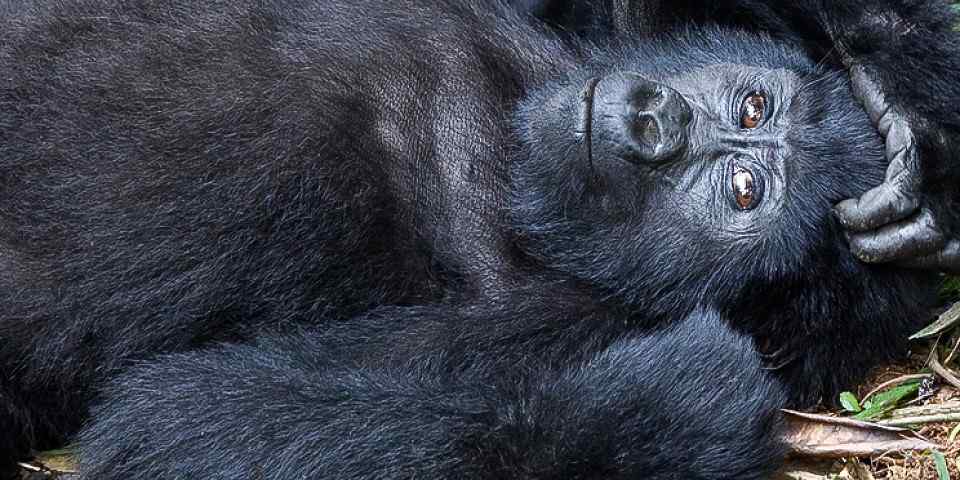 5-Day Holiday Package to Uganda – Gorilla Trekking