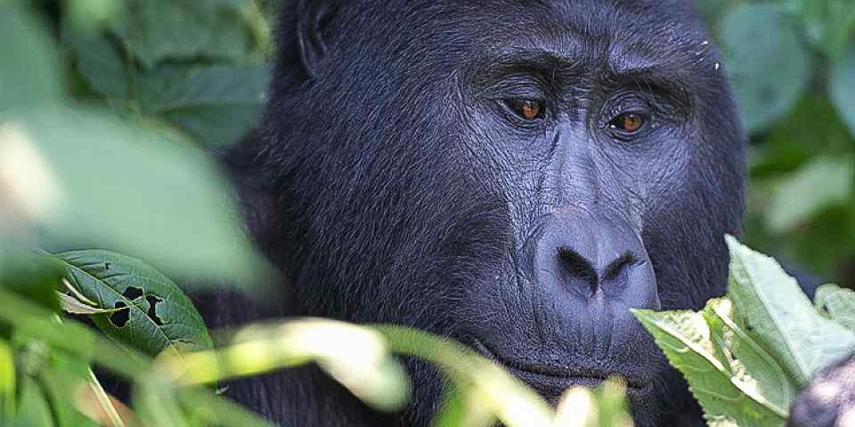 3-Day Gorilla Trekking Tour