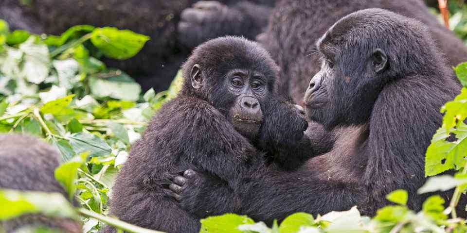 10-Day Private Wildlife Safari Rwanda and Uganda