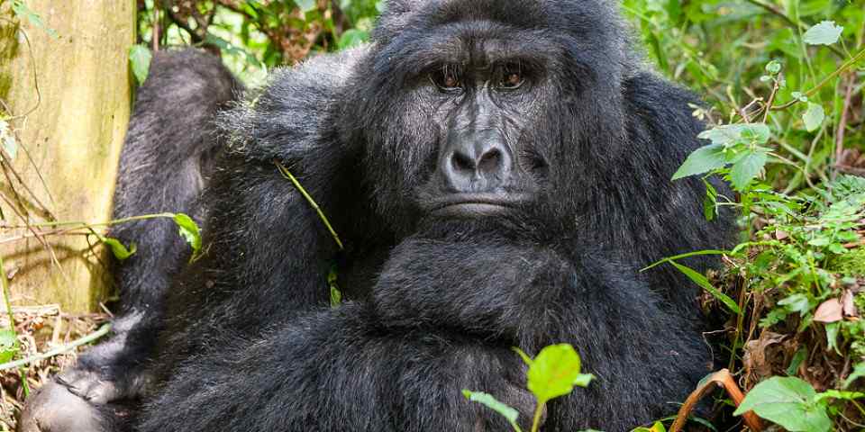 4-Day Uganda Gorilla and Chimpanzee Trekking Expedition