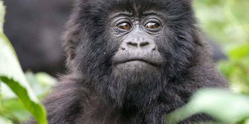 3-Day Luxury Mountain Gorilla Trekking