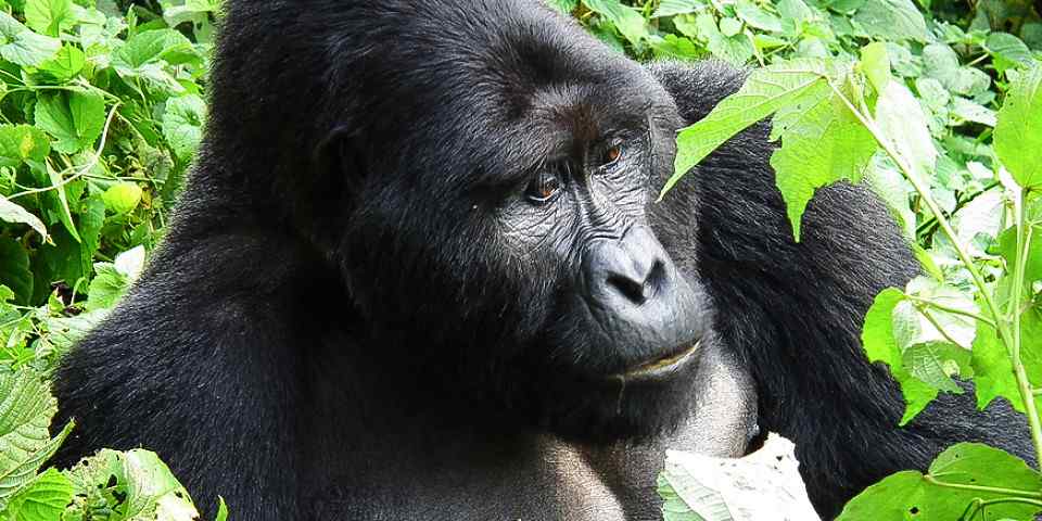 2-Day Gorilla Tracking Budget Tour