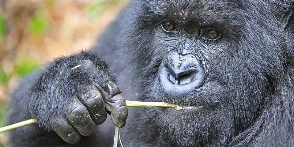 10-Day Uganda Gorilla and Wildlife Safari Experience