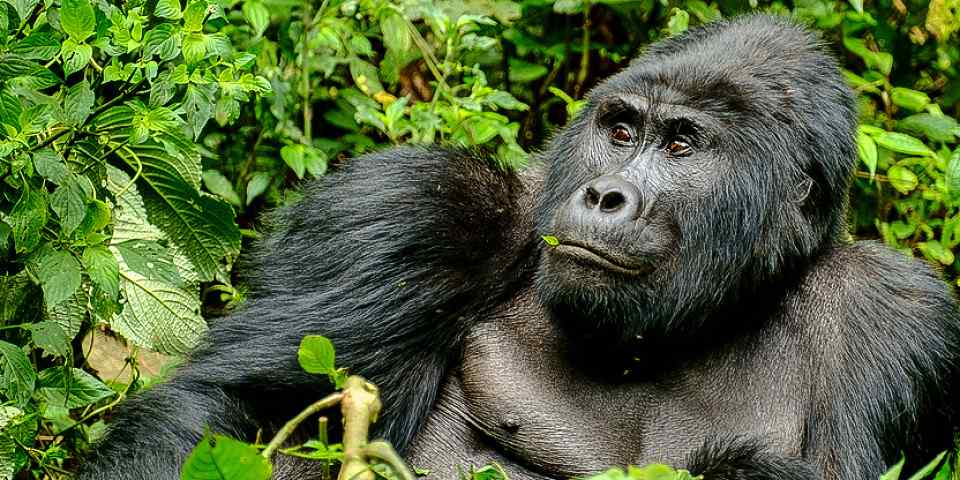 4-Day Unforgettable Kigali- Uganda Gorilla Safari