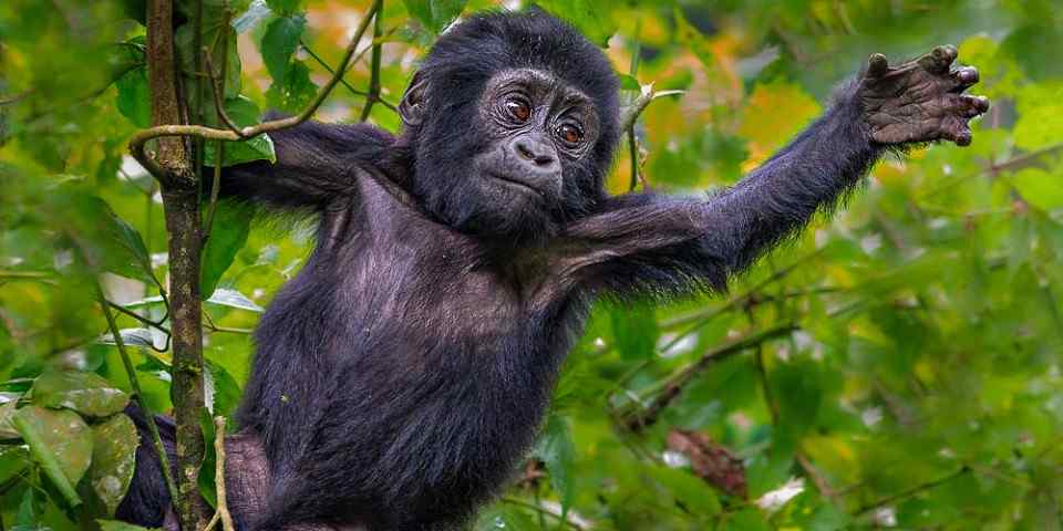 6-Day Best Uganda Primates and Wildlife Safari