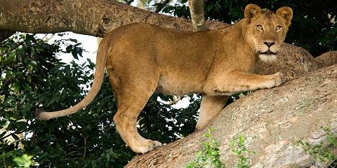 3-Day Queen Elizabeth National Park Adventure