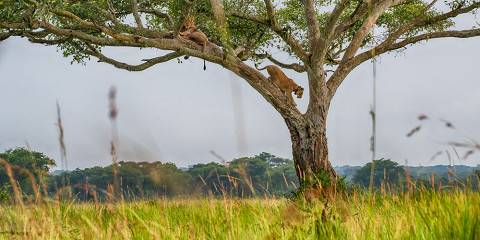 Chimp Tracking & Queen Elizabeth NP Wildlife Tour