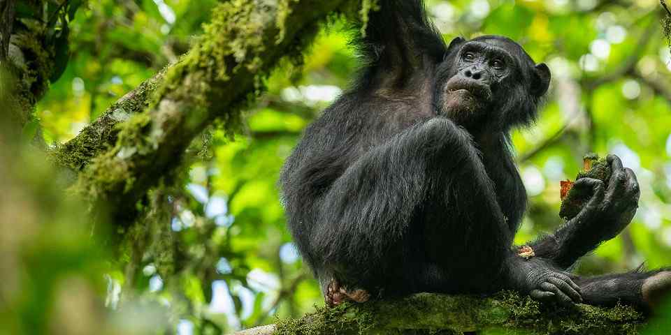 3-Day Kibale Chimpanzee Tracking Safari