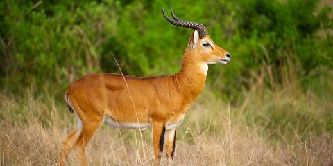 3-Day Wildlife of Murchison Falls Safari