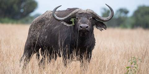 12-Day Uganda Wildlife & Primate Safari Adventure