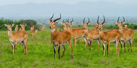 4-Day Kidepo Valley National Park Experience