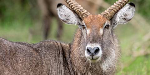 9-Day Exciting Wildlife Exploration Safari in Uganda