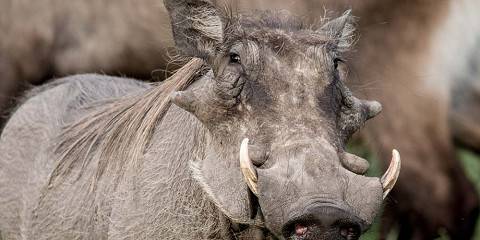 1-Day Excursion to Murchison Falls National Park