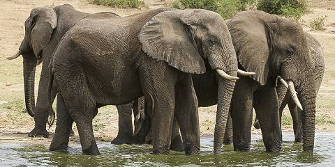 safari animals in uganda