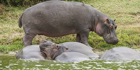 Uganda Mid-Range Safari from Kigali