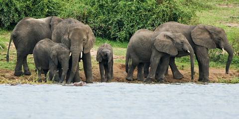 uganda wildlife tour