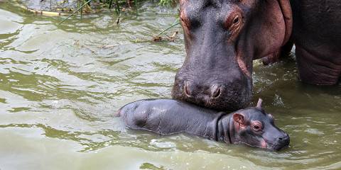 africa unique safaris